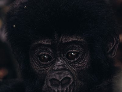 3 Day Gorilla Safari Rwanda Uganda