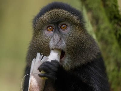 3 Day Gorilla Trekking & Golden Monkey safari photo