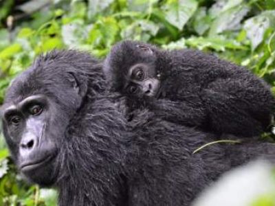 3 Day Gorilla trekking Safari Rwanda - Uganda photo