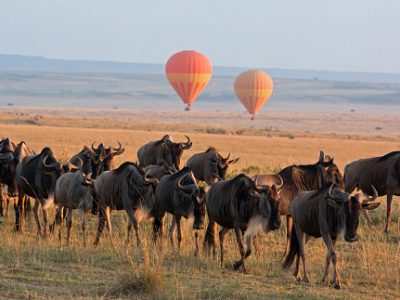 Classic Kenya safari landscape with wildebeest herd foreground and hot air balloon backdrop – Masai Mara, Kenya