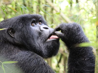 4 Day Gorilla Trekking & Big Game Safari