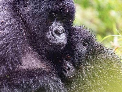 6 Day Gorillas In Uganda - Photo