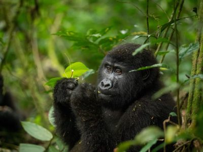 8 Day Gorilla Trekking, Chimpanzee trekking & Big Game Safari Photo