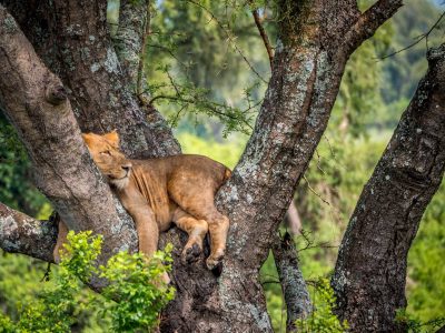 Ishasha Tree climbing Lions